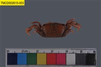 藏品(萬歲大眼蟹)的圖片